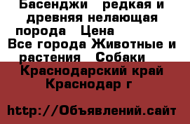 Басенджи - редкая и древняя нелающая порода › Цена ­ 50 000 - Все города Животные и растения » Собаки   . Краснодарский край,Краснодар г.